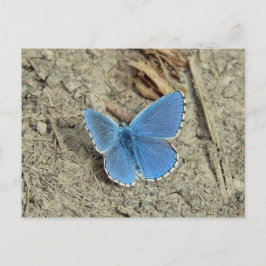 Postal Foto de mariposa azul de bonito