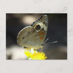 Postal Foto de mariposa Buckeye sobre flor amarilla