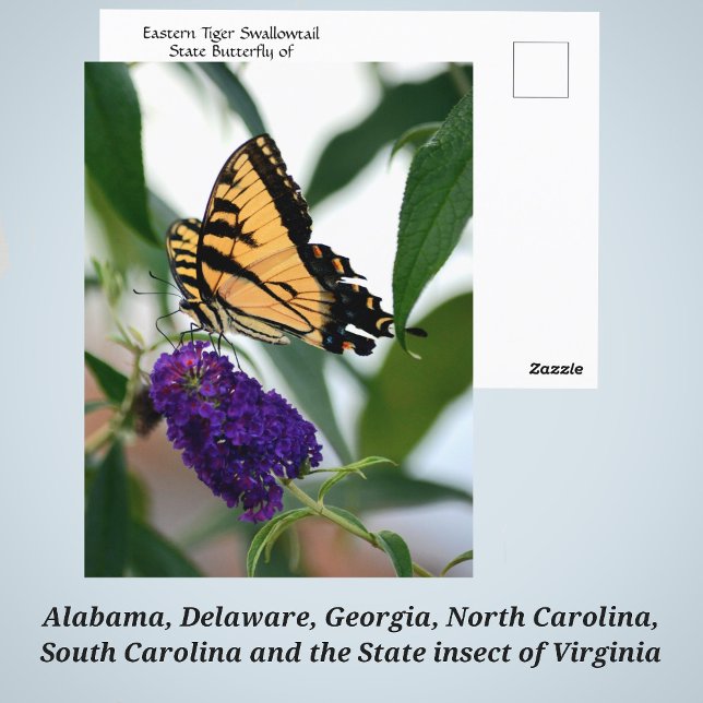 Postal Foto de mariposa del estado de Swallowtail del tig (Subido por el creador)