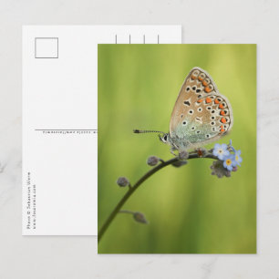Postal Foto de mariposa en la naturaleza