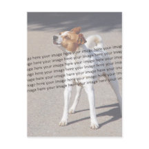 Foto de mascota ✨ Encargo encantador