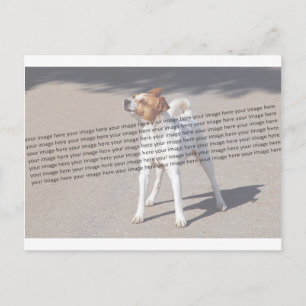 Postal Foto de Mascota familiar