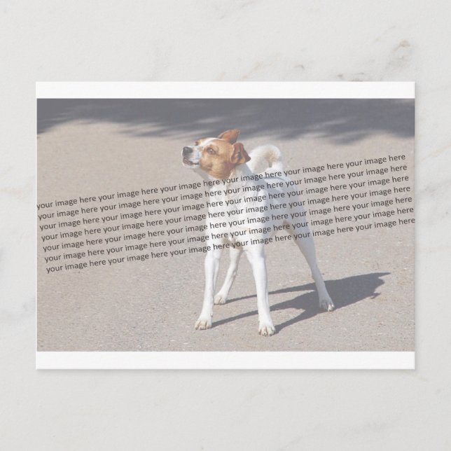 Postal Foto de Mascota familiar (Anverso)