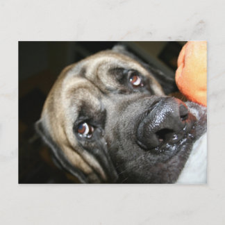 Postal Foto de Mastiff en inglés de Purebred