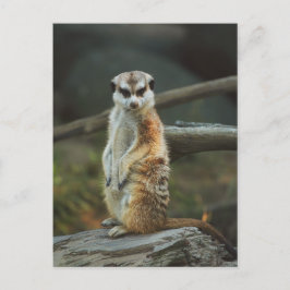 Postal Foto de Meerkat