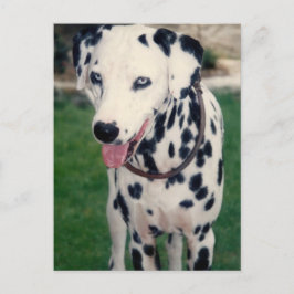 Postal Foto de mi Mascota amigo Personalizado