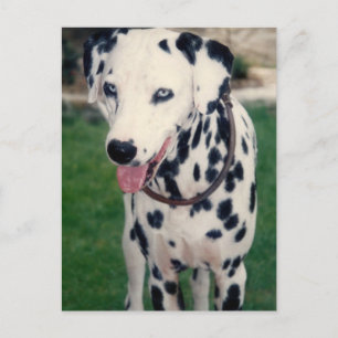 Postal Foto de mi Mascota amigo Personalizado