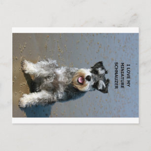 Postal foto de mini schnauzer-love w