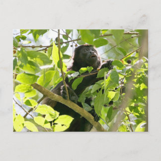 Postal Foto de mono aullador en la selva