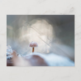 Postal Foto de Mushroom Nature