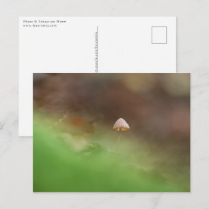 Postal Foto de Mushroom Nature