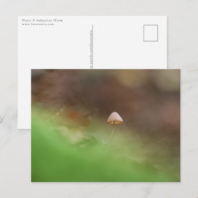 Postal Foto de Mushroom Nature (Anverso / Reverso)