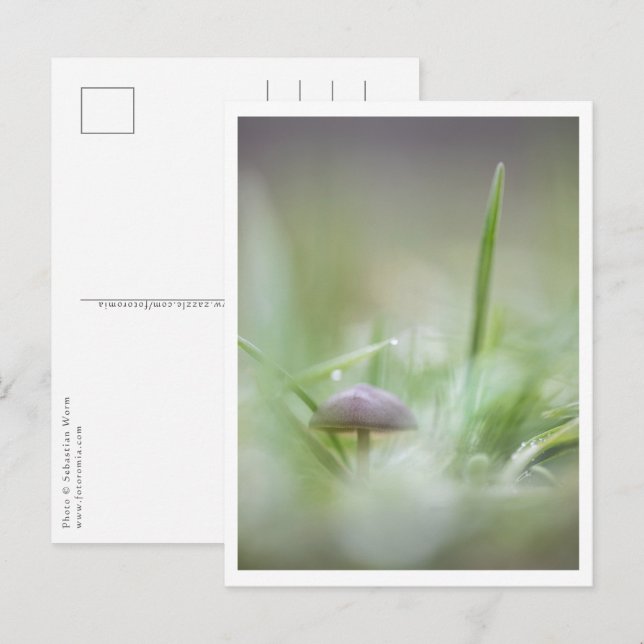 Postal Foto de Mushroom Nature (Anverso / Reverso)