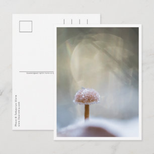 Postal Foto de Mushroom Nature