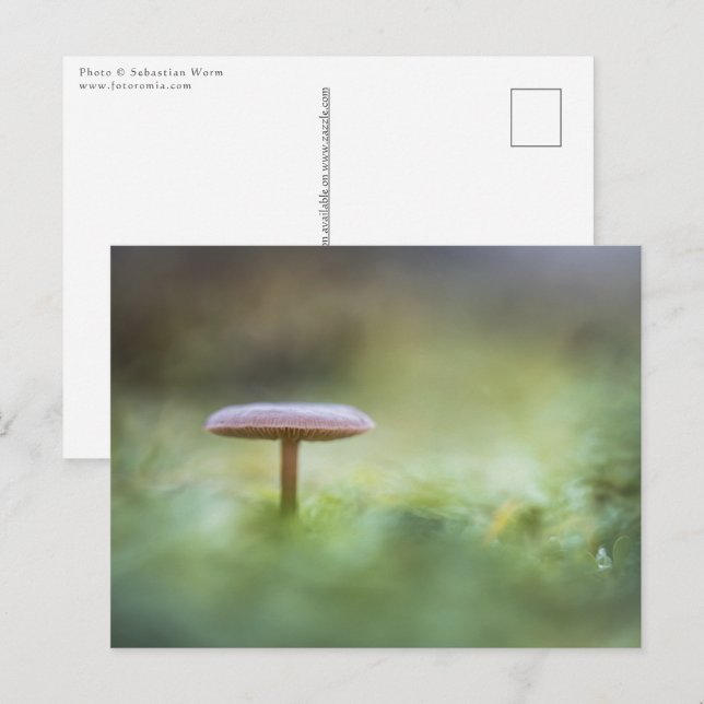 Postal Foto de Mushroom Nature (Anverso / Reverso)