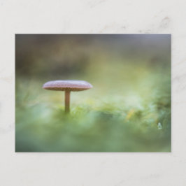 Postal Foto de Mushroom Nature