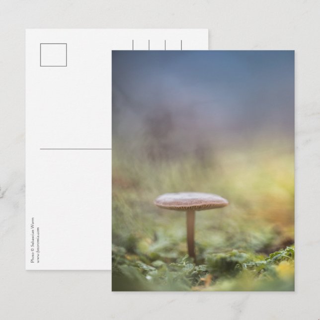 Postal Foto de Mushroom Nature (Anverso / Reverso)