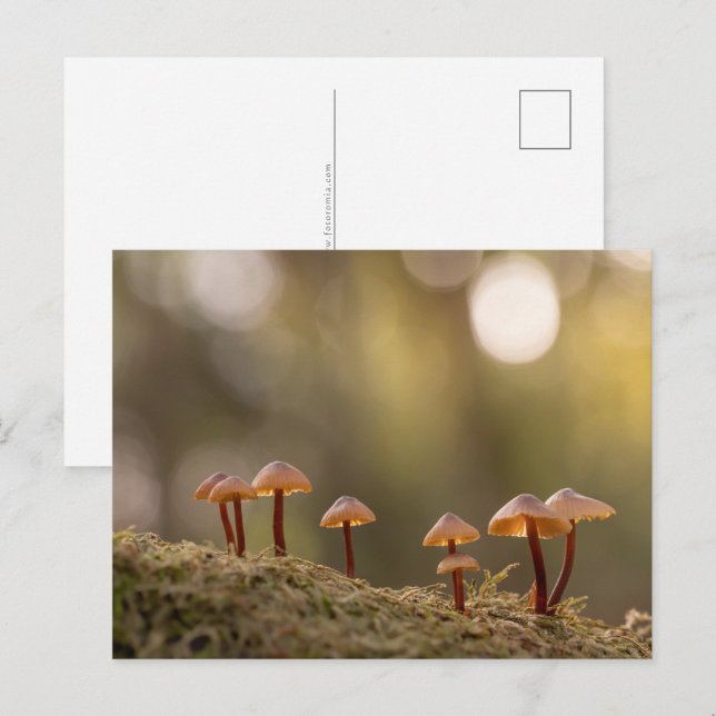 Postal Foto de Mushrooms Nature (Anverso / Reverso)