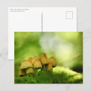 Postal Foto de Mushrooms Nature