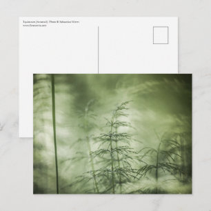 Postal Foto de naturaleza de cola de caballo