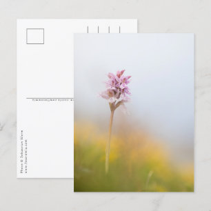 Postal Foto de naturaleza de orquídeas silvestres