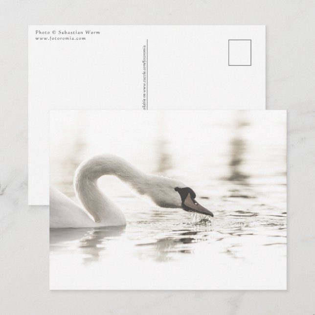Postal Foto de naturaleza del cisne blanco (Anverso / Reverso)