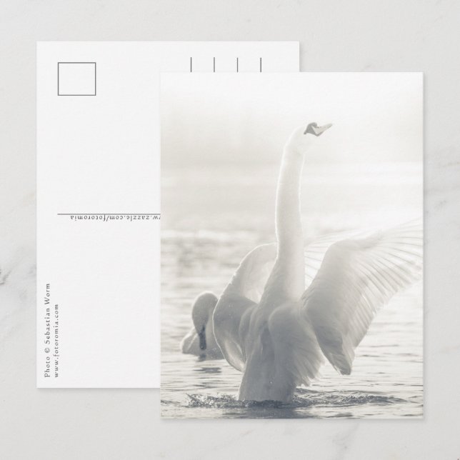 Postal Foto de naturaleza del cisne blanco (Anverso / Reverso)