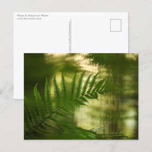 Postal Foto de naturaleza floral de Fern verde