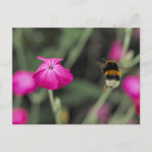 Foto de naturaleza veraniega de flor silvestre ros