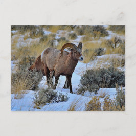 Postal Foto de Nieve de oveja bighorn