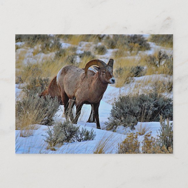 Postal Foto de Nieve de oveja bighorn (Anverso)