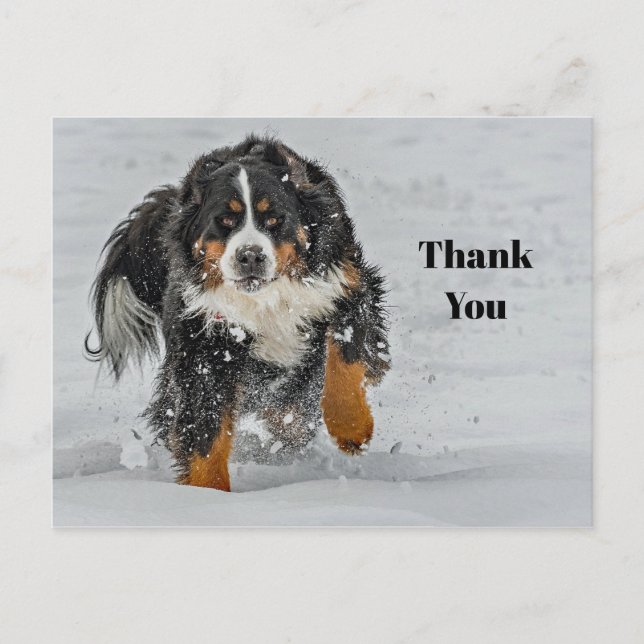 Postal Foto de Nieve de Perro de Montaña de Bernese (Anverso)