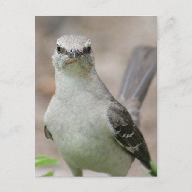 Postal Foto de Northern Mockingbird (Anverso)