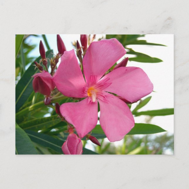 Postal Foto de Oleander Rosa (Anverso)