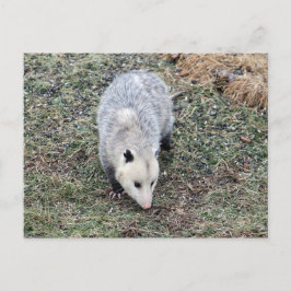 Postal Foto de Opossum