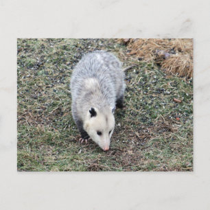 Postal Foto de Opossum