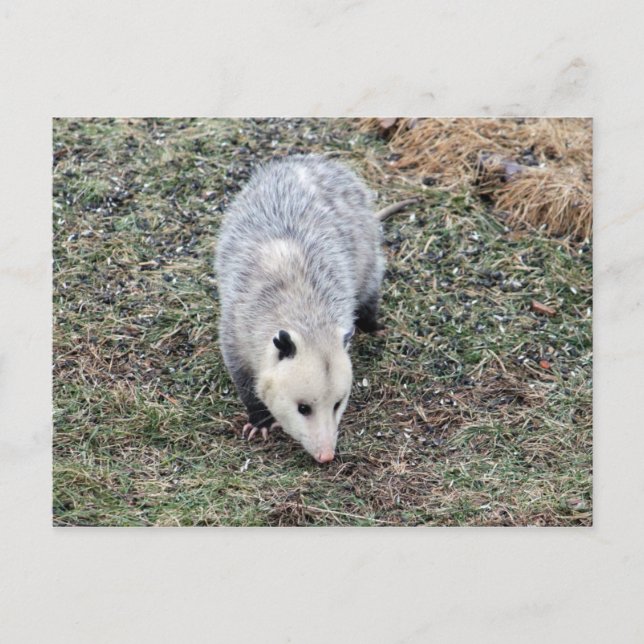 Postal Foto de Opossum (Anverso)