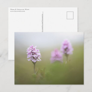 Postal Foto de Orquídea Salvaje
