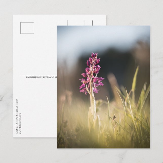 Postal Foto de orquídea silvestre (Anverso / Reverso)