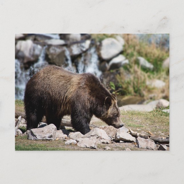 Postal Foto de Oso Pardo (Anverso)