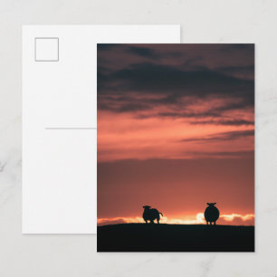 Postal Foto de ovejas al atardecer en la naturaleza
