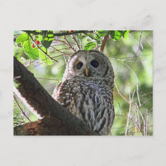 Postal Foto de Owl