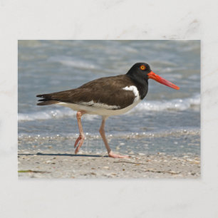 Postal Foto de Oystercatcher estadounidense