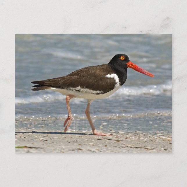 Postal Foto de Oystercatcher estadounidense (Anverso)