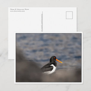 Postal Foto de Oystercatcher Nature