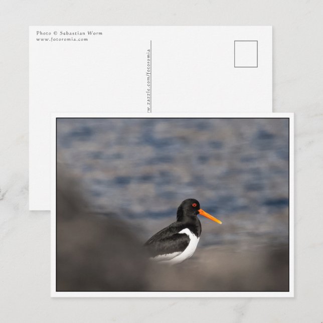 Postal Foto de Oystercatcher Nature (Anverso / Reverso)