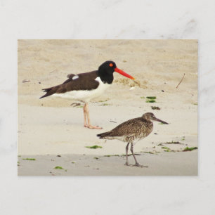 Postal Foto de Oystercatchers estadounidenses