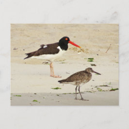 Postal Foto de Oystercatchers estadounidenses