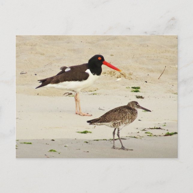 Postal Foto de Oystercatchers estadounidenses (Anverso)
