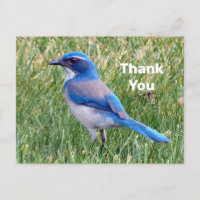 Foto de pájaro arrendajo azul bonito gracias